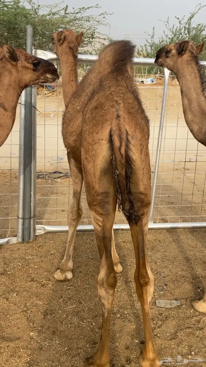 قعدان 5 على الحليب 0