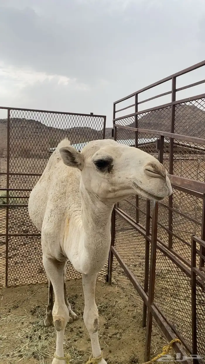 قعود كفو اللبيع 1