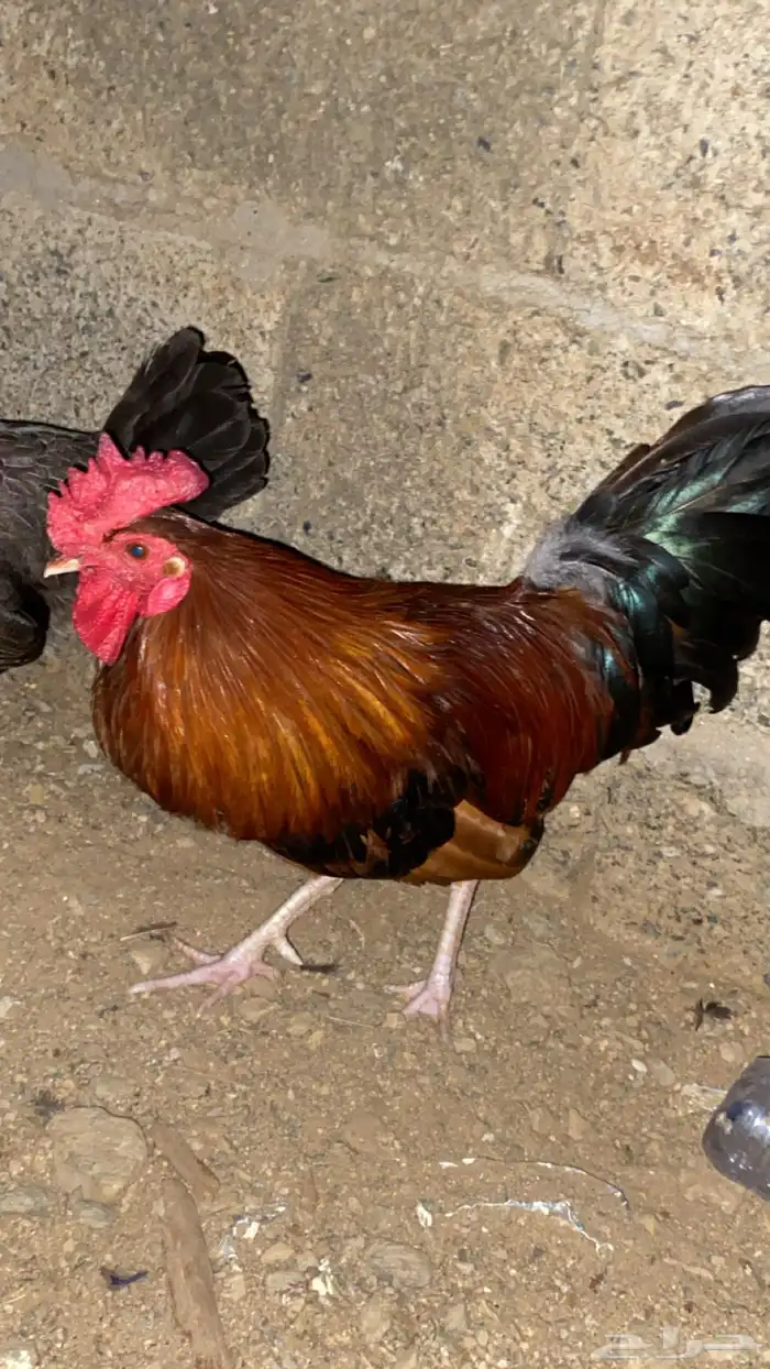 دجاج 5
