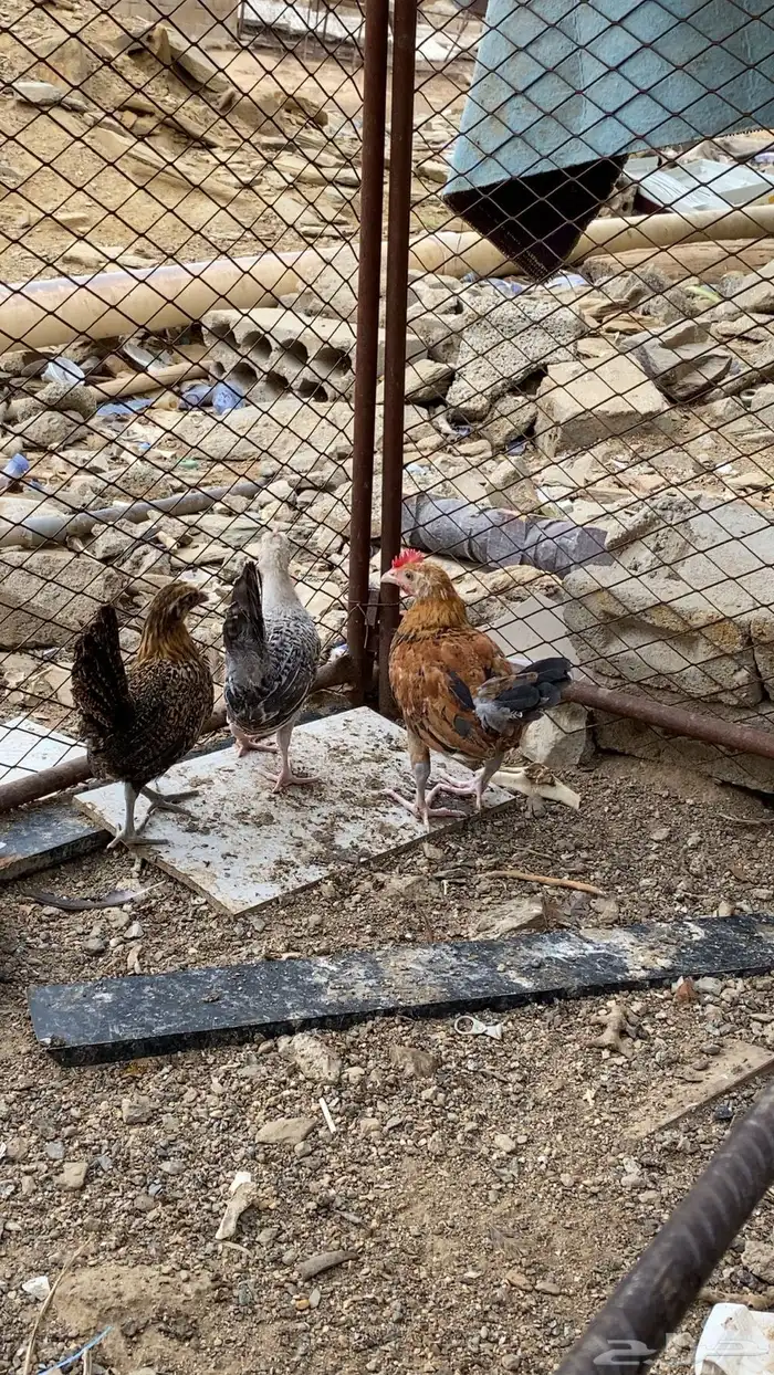 دجاج 3