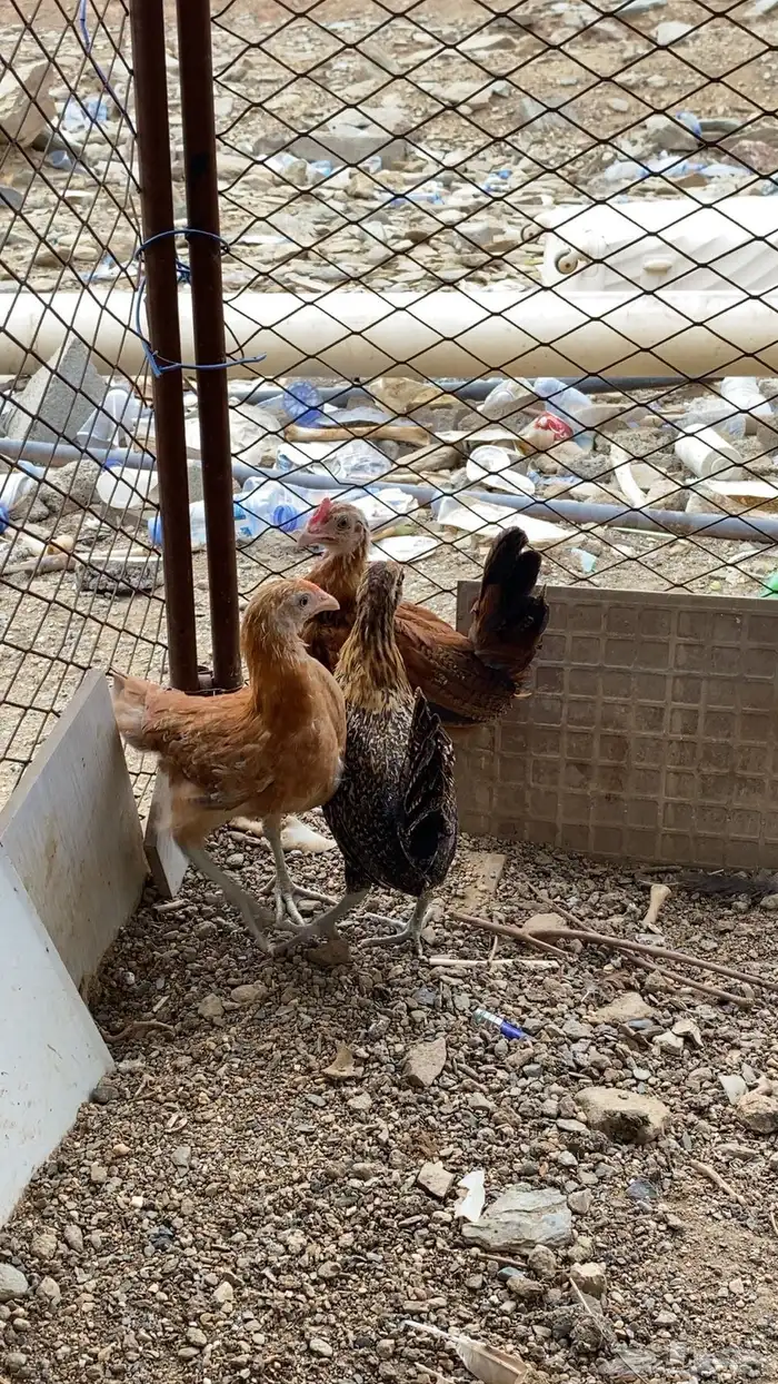 دجاج 2