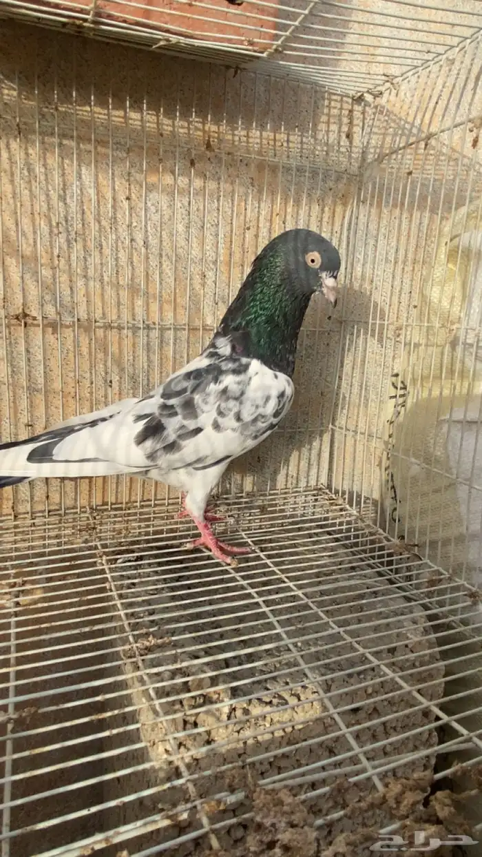 حمام باكستاني 4