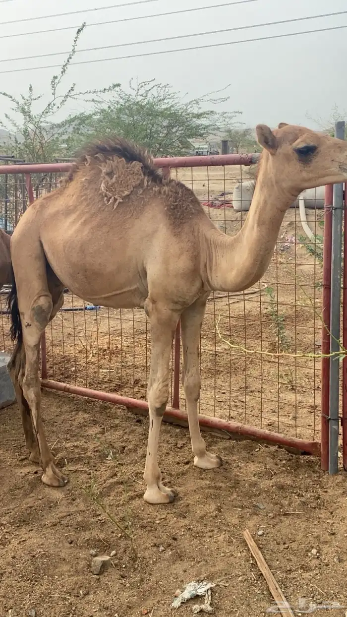 قعدان 5 على الحليب 1