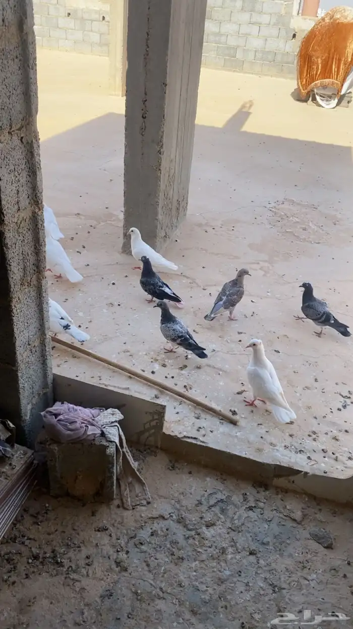حمام زاجل وعادي للبيع 13طعشر حبه بسعر 240 0