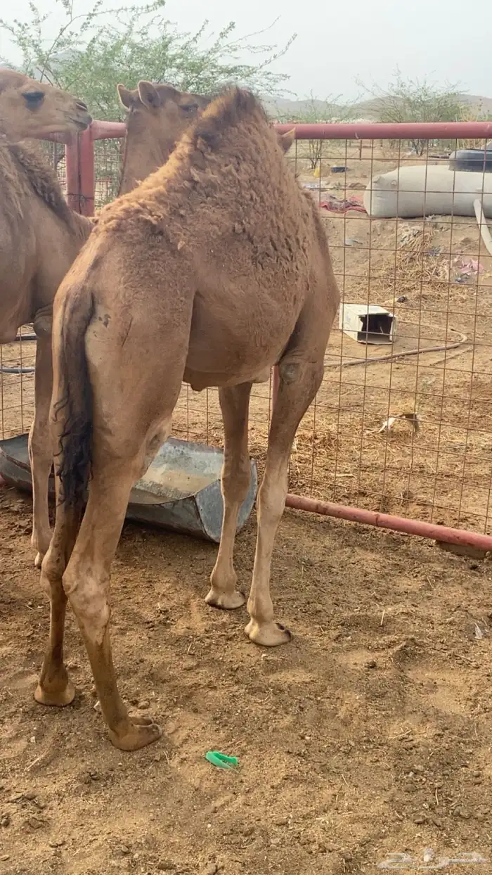 قعدان 5 على الحليب 2