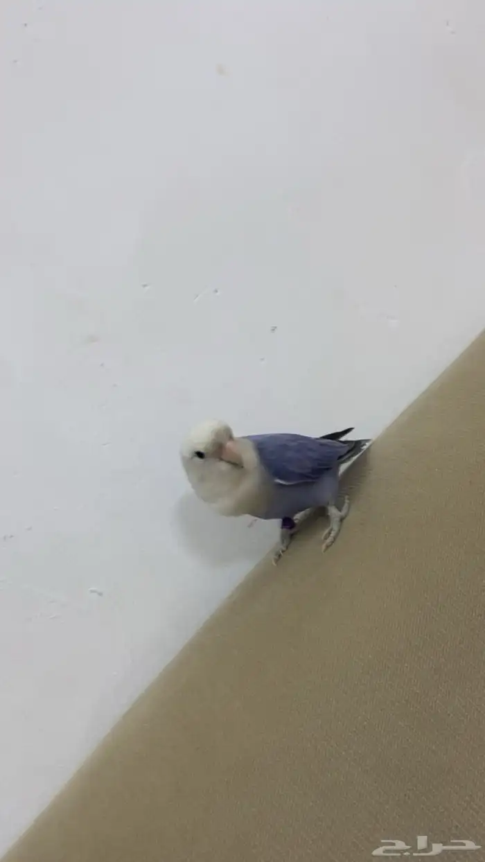 ذكر اليف عمور ما كمال سنه 1