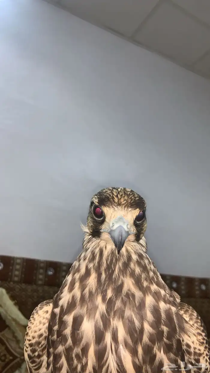 اللي عنده شيهانه للبيع 1
