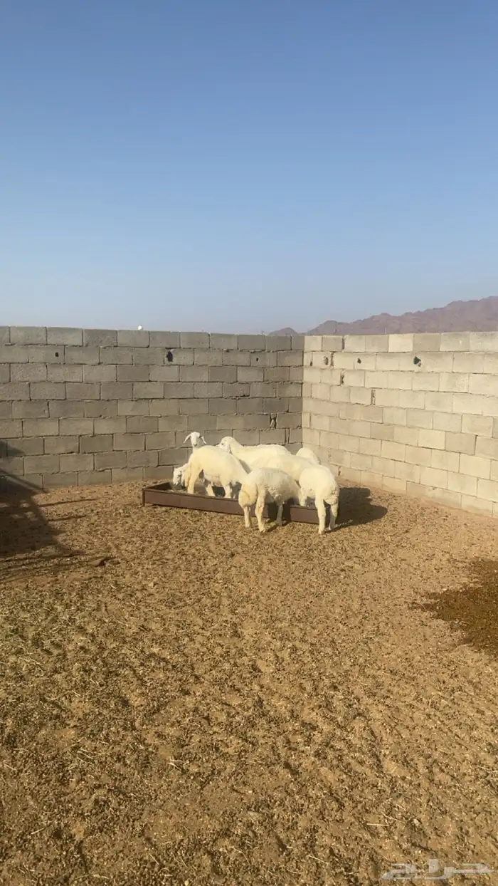 يوجد طليان اللبع عمرها حولي 4 شهور العداد 10 شحم فل 0