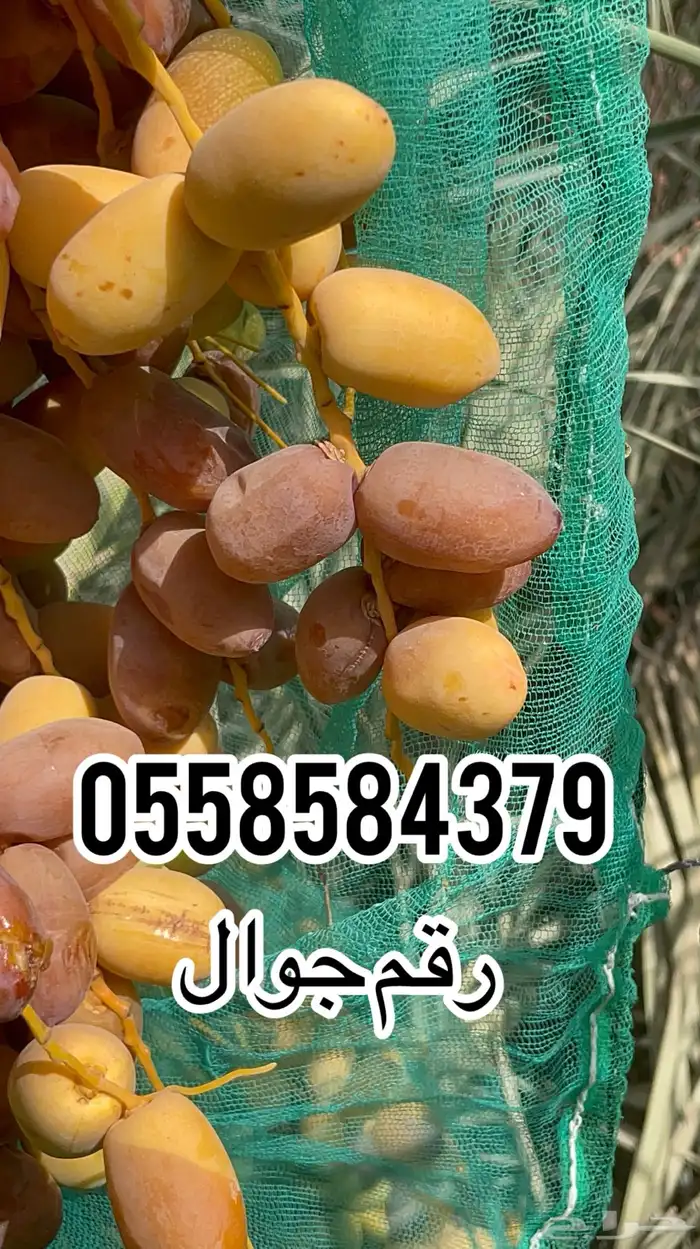تمور خلاص فاخر للبيع ماشاءالله تبارك الله تمر كبير 0