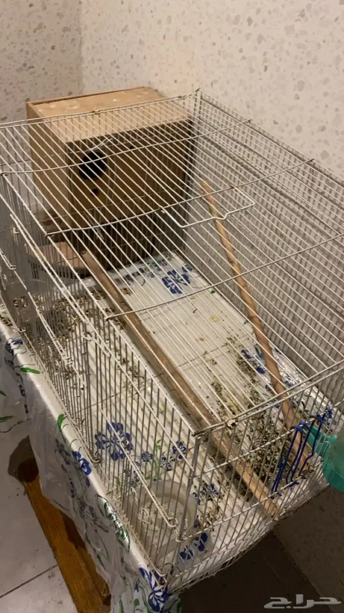 جوز روز منتج شبه اليف للبيع 1