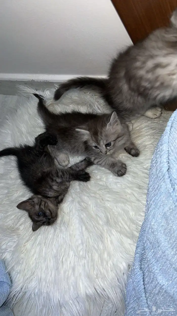 قطط شيرازي 1