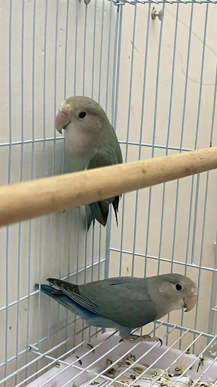 بغبغاء روز 2