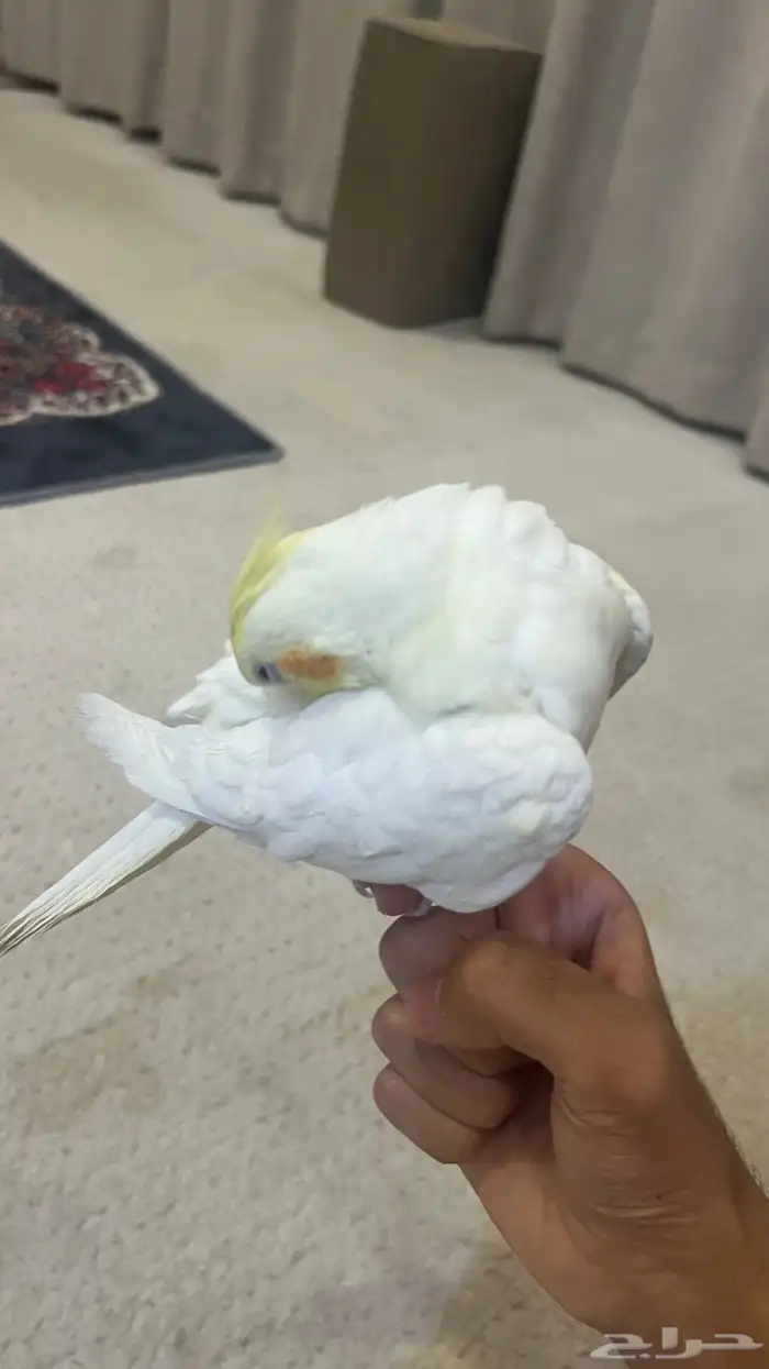 فرخ كروان لاتينو 3