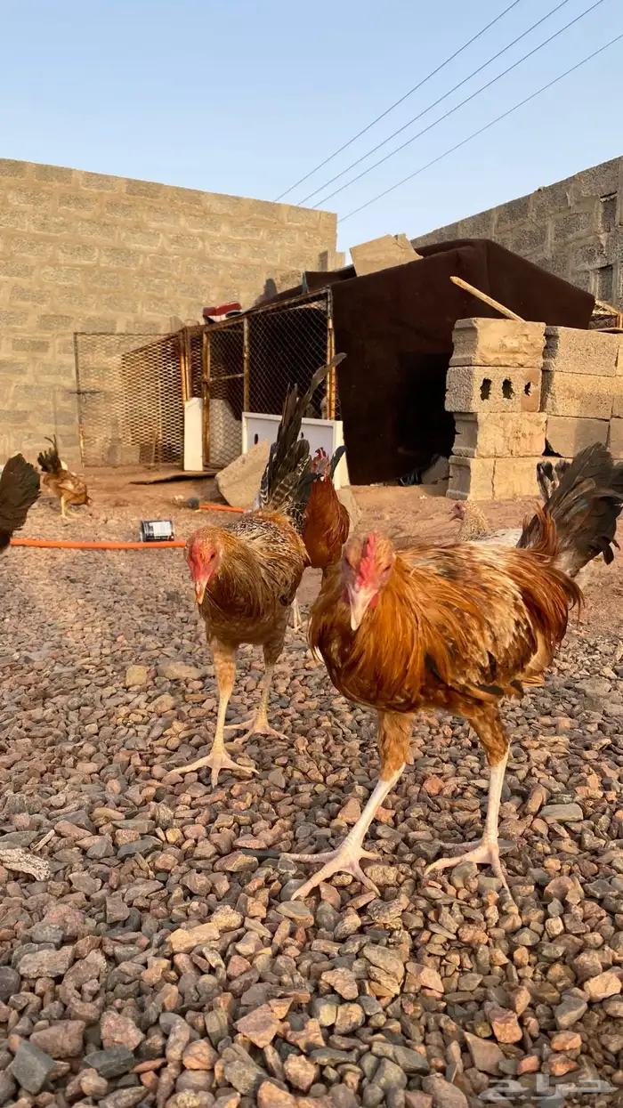 دجاج بلدي 5