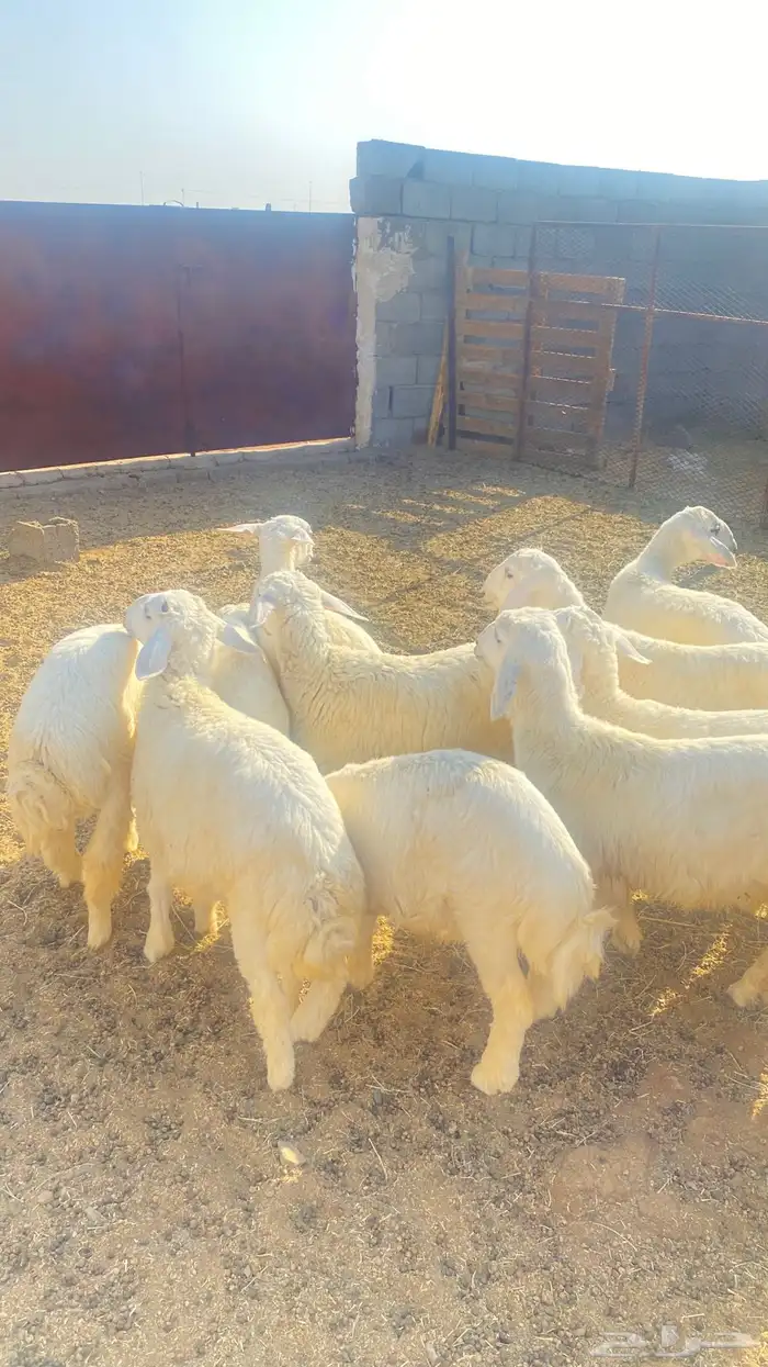 يوجد طليان اللبع عمرها حولي 4 شهور العداد 10 شحم فل 7