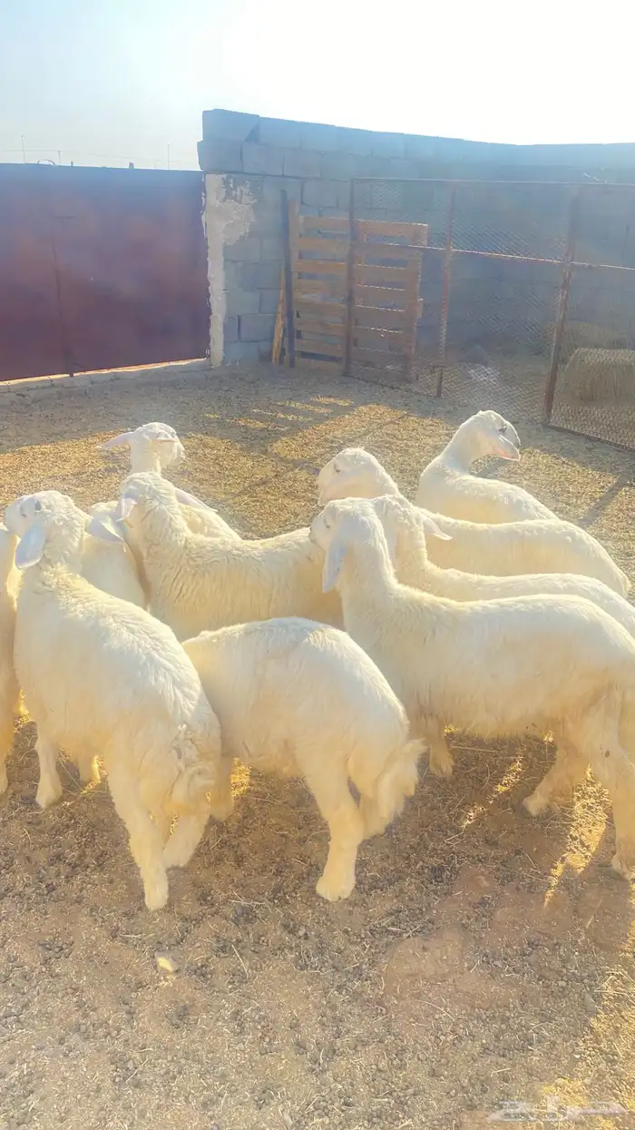 يوجد طليان اللبع عمرها حولي 4 شهور العداد 10 شحم فل 5