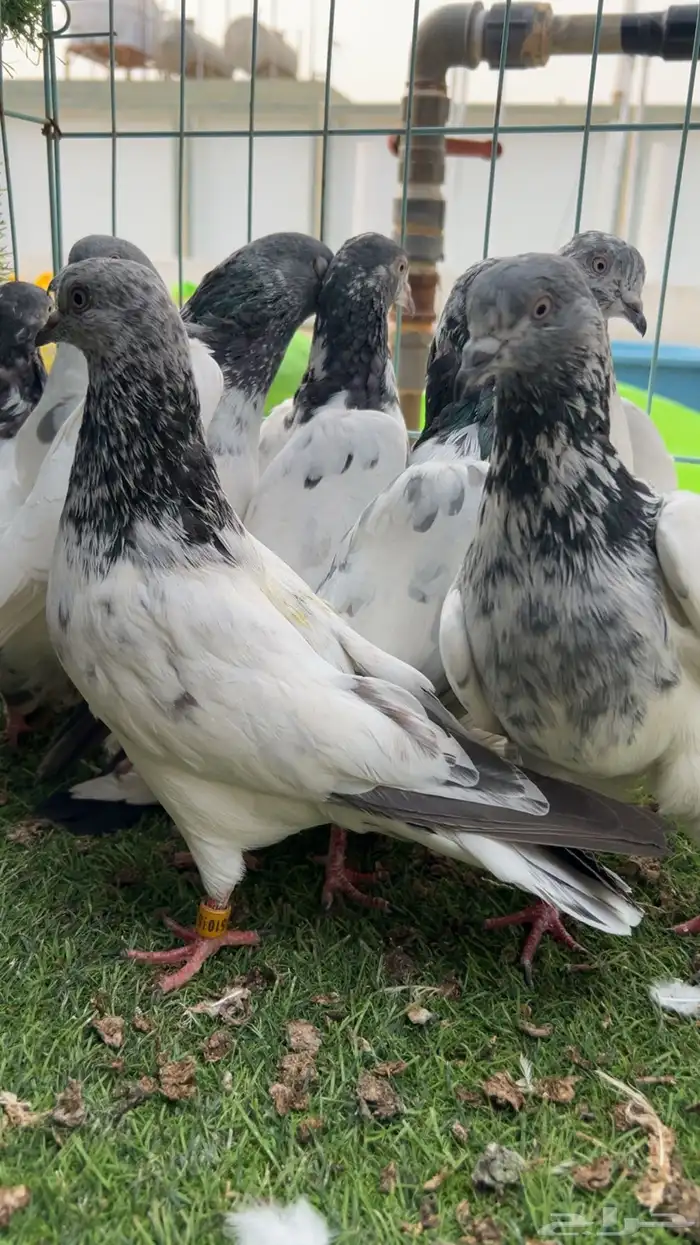 حمام باكستاني تب التب 28