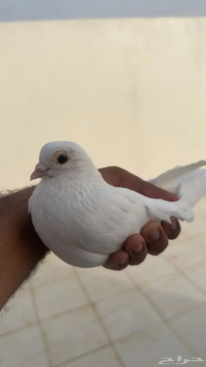 قطايف وباكستاني 3