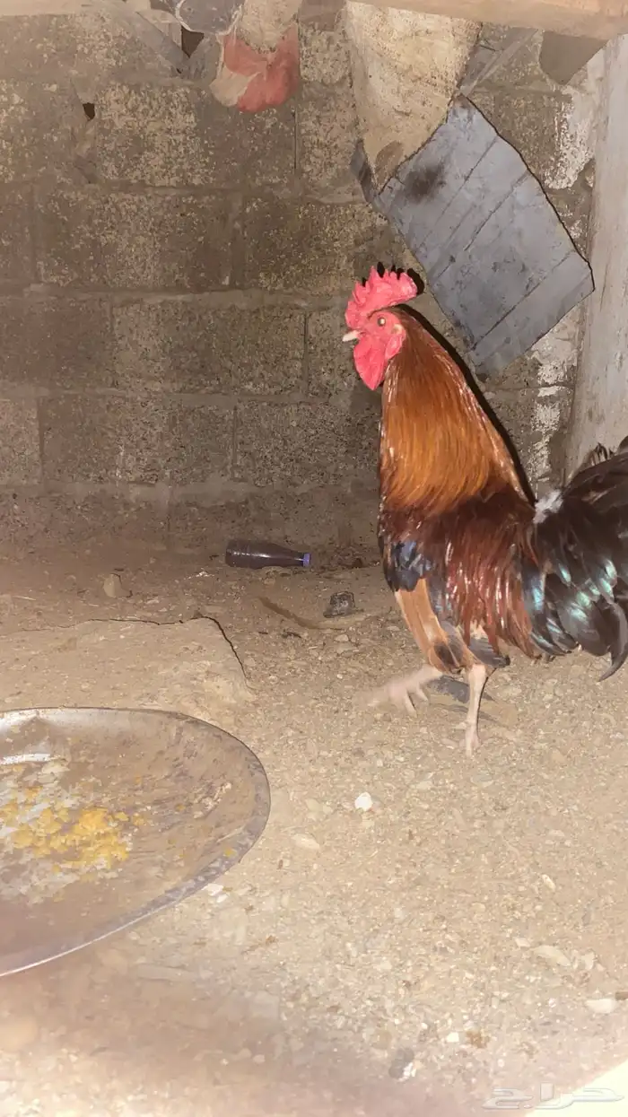 دجاج 0