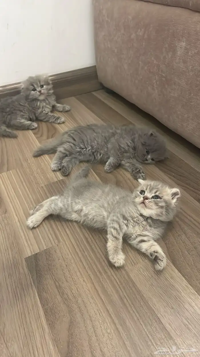 قطط سكوتش 0