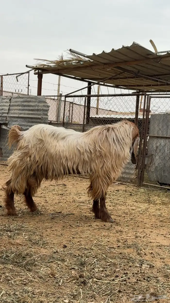 معزا للبيع 8