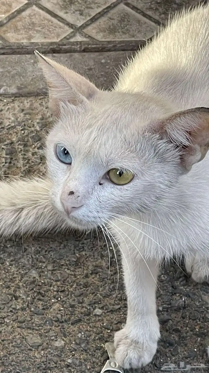 قطة عيون ملونه مختلفة للبيع 0
