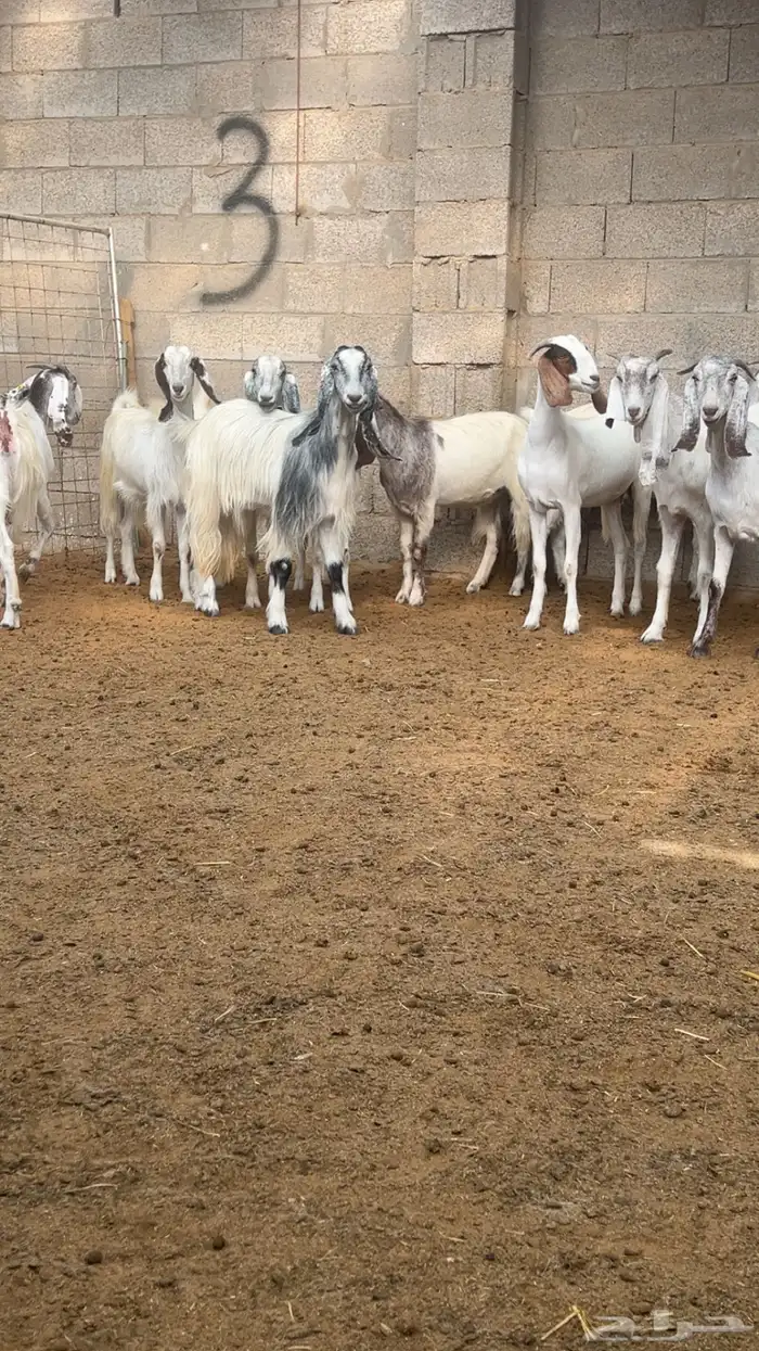 ( تم البيع ) معزا ضرايب صنف 6