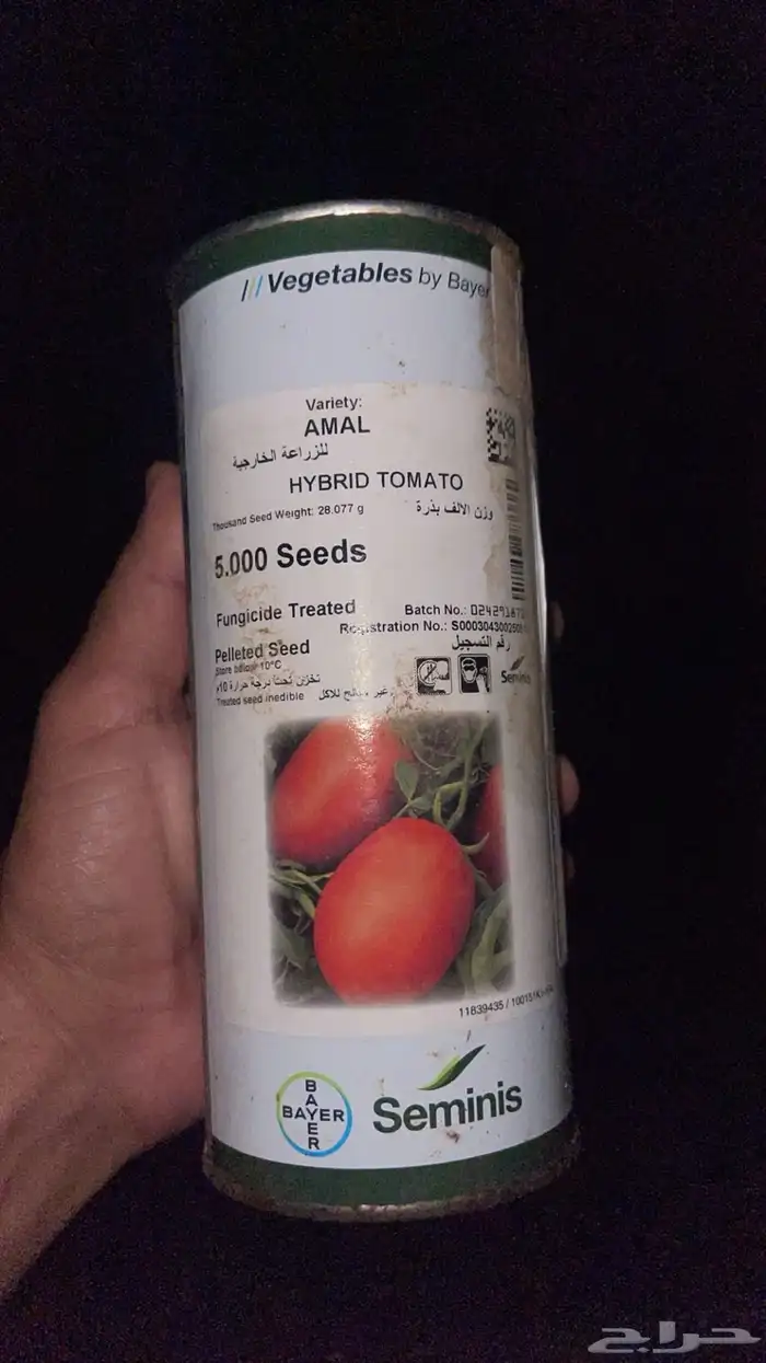 شتلات طماطم ابو شوكة 2