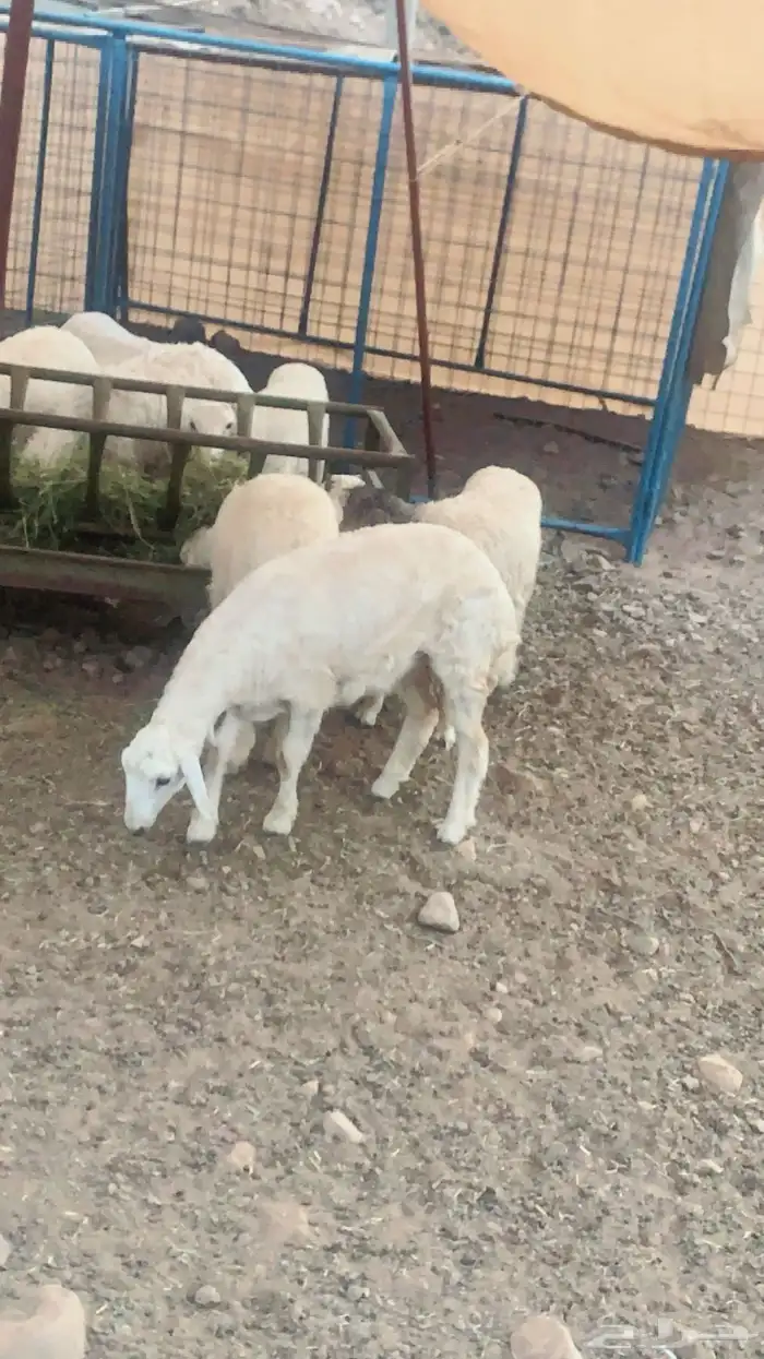 بهم حري نضيف شرط 1