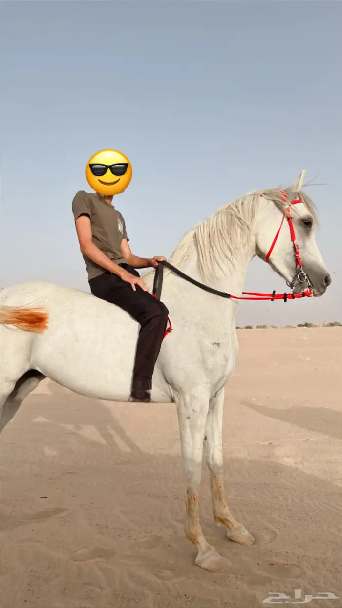 فرس شعبية للبيع 0