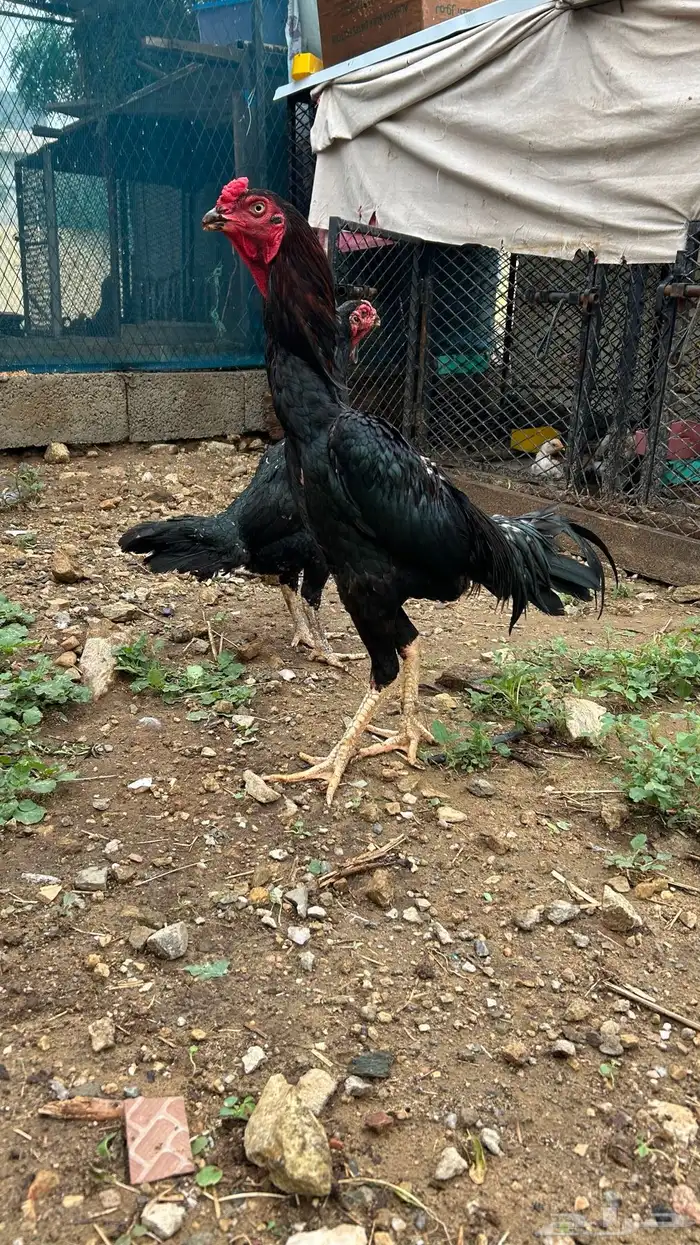 دجاج شامو 1