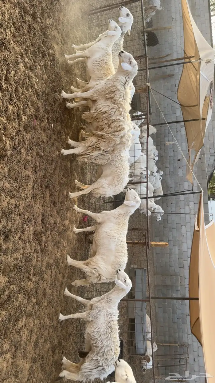 غنم حرش بفحلها 2