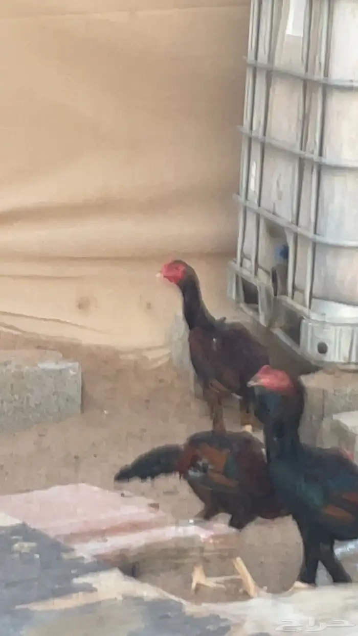 ديوك باكستاني 5