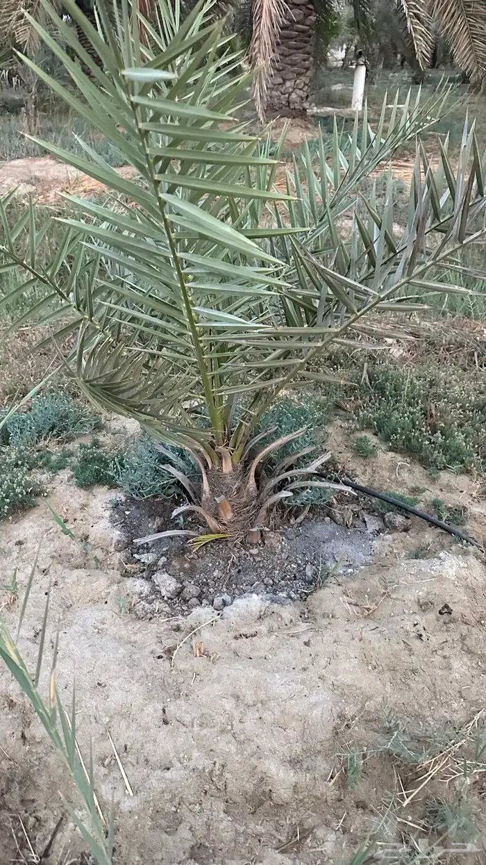 فسائل نخيل خلاص شيشي خنيزي غر 0