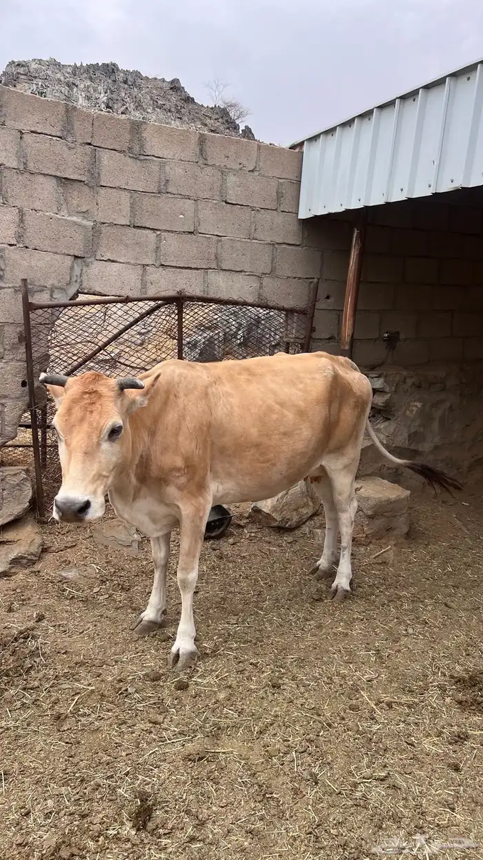 بقره خلفه 1