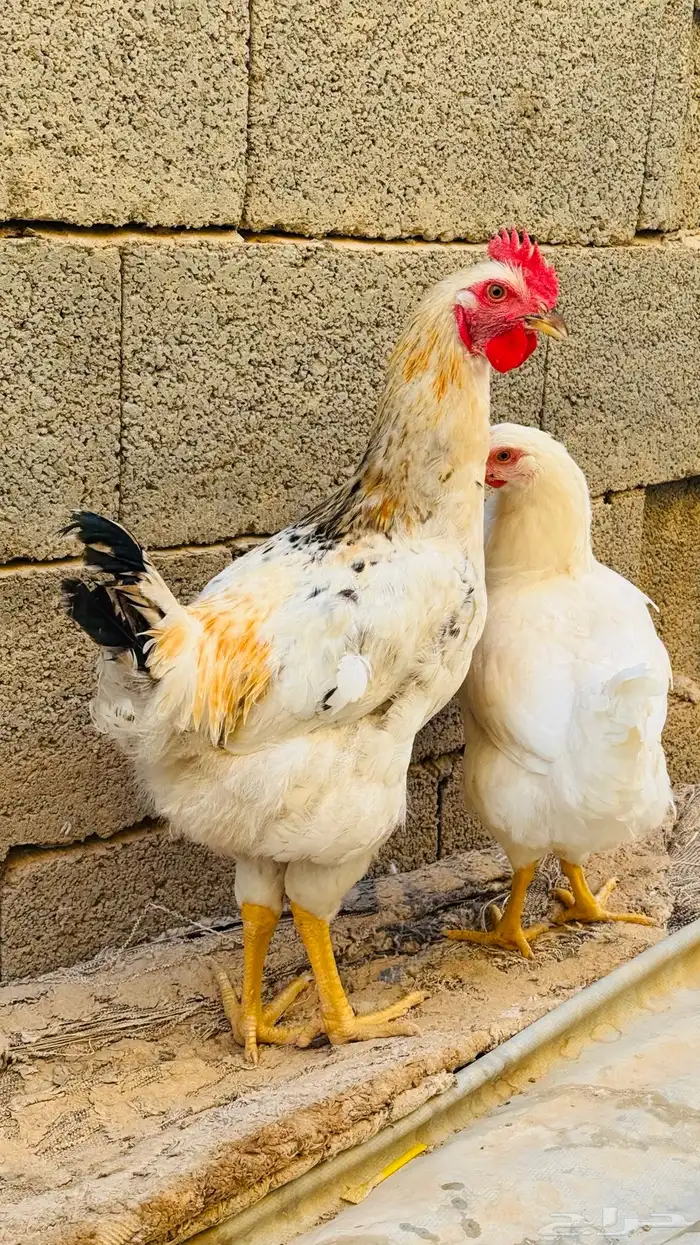 ديك لوهمان براون العدد 7 2