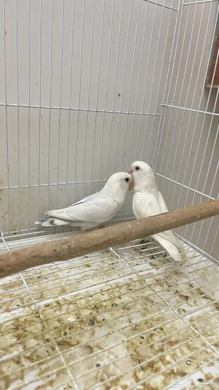 بغبغاء روز 4