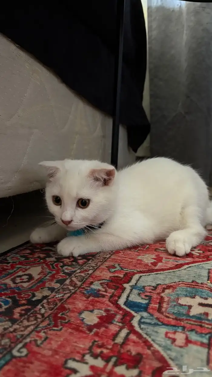 قطط سكوتش 5
