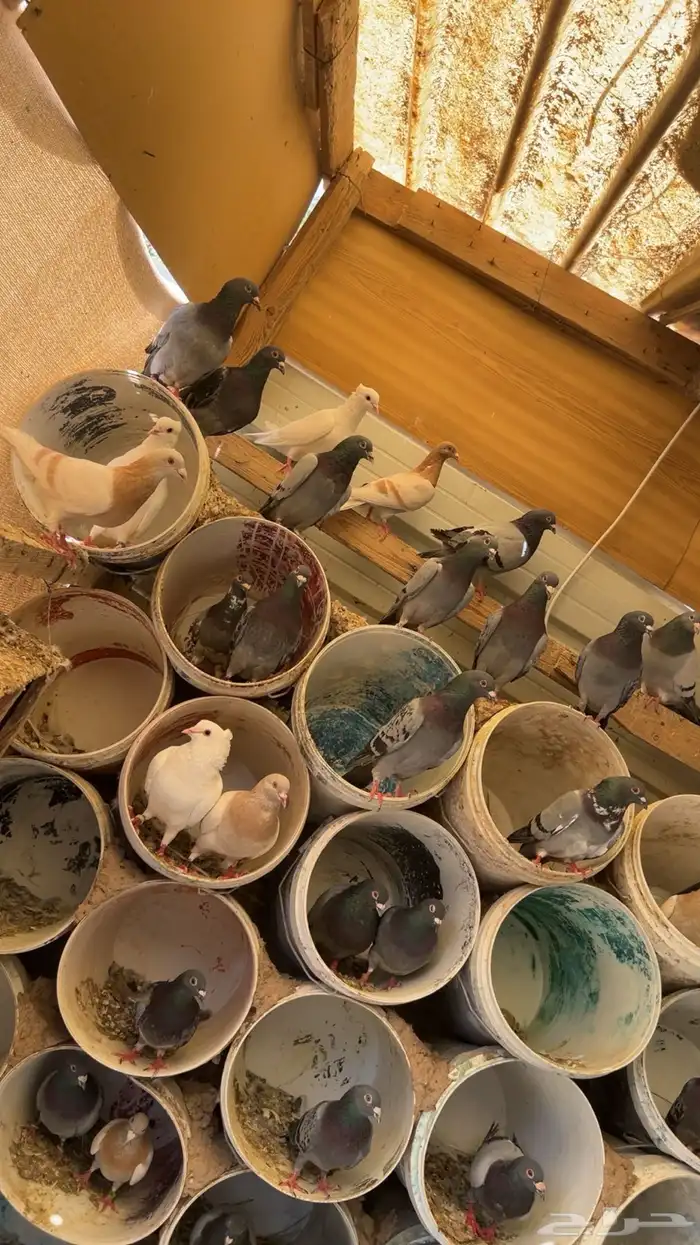 حمام زاجل سباق ازواج للبيع 3