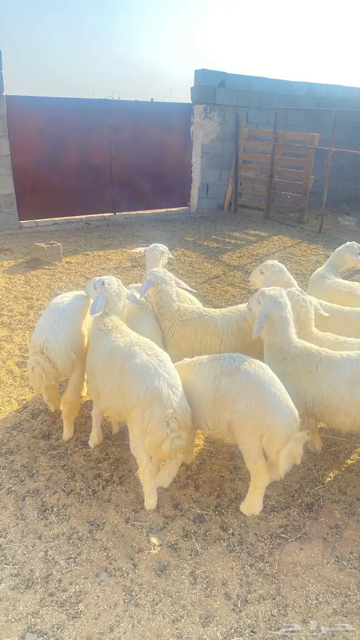 يوجد طليان اللبع عمرها حولي 4 شهور العداد 10 شحم فل 6