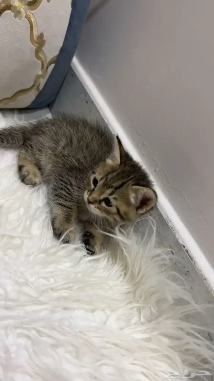 قطط شيرازي 6