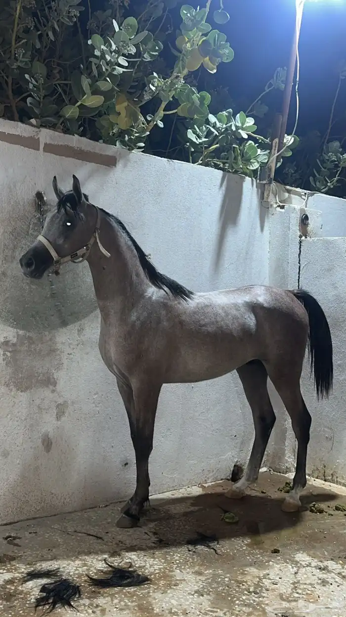 ايوا خيل 0