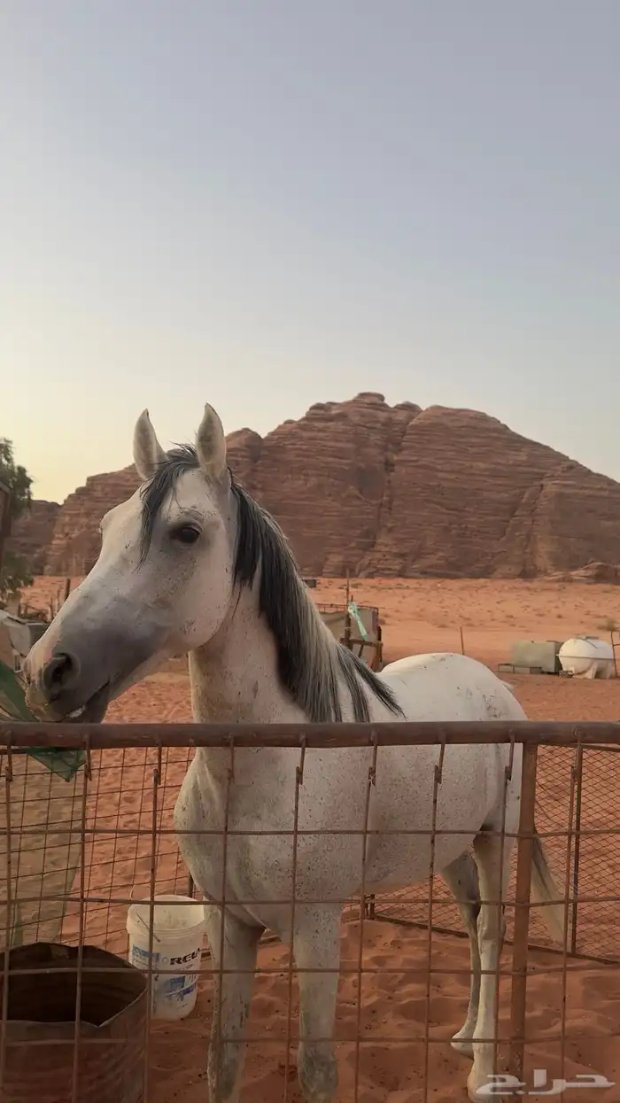 بسم الله الرحمن الرحيم اعرض لكم خيل عربي اصيل 2