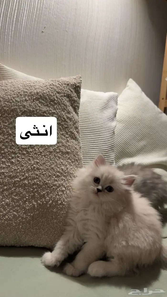 كيتنز للبيع 8