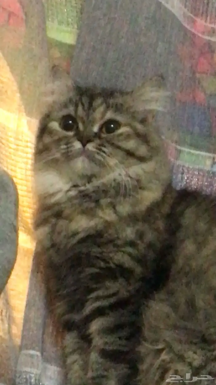 قطط 4