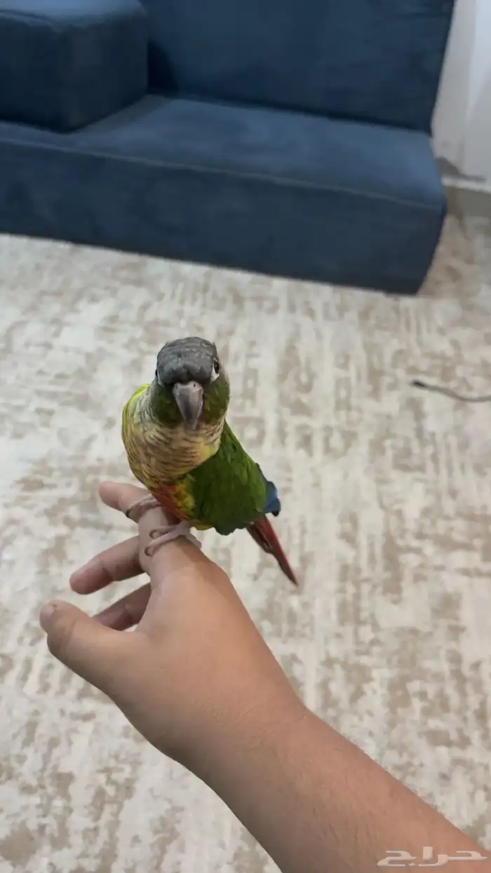 ببغاء كنيور 1