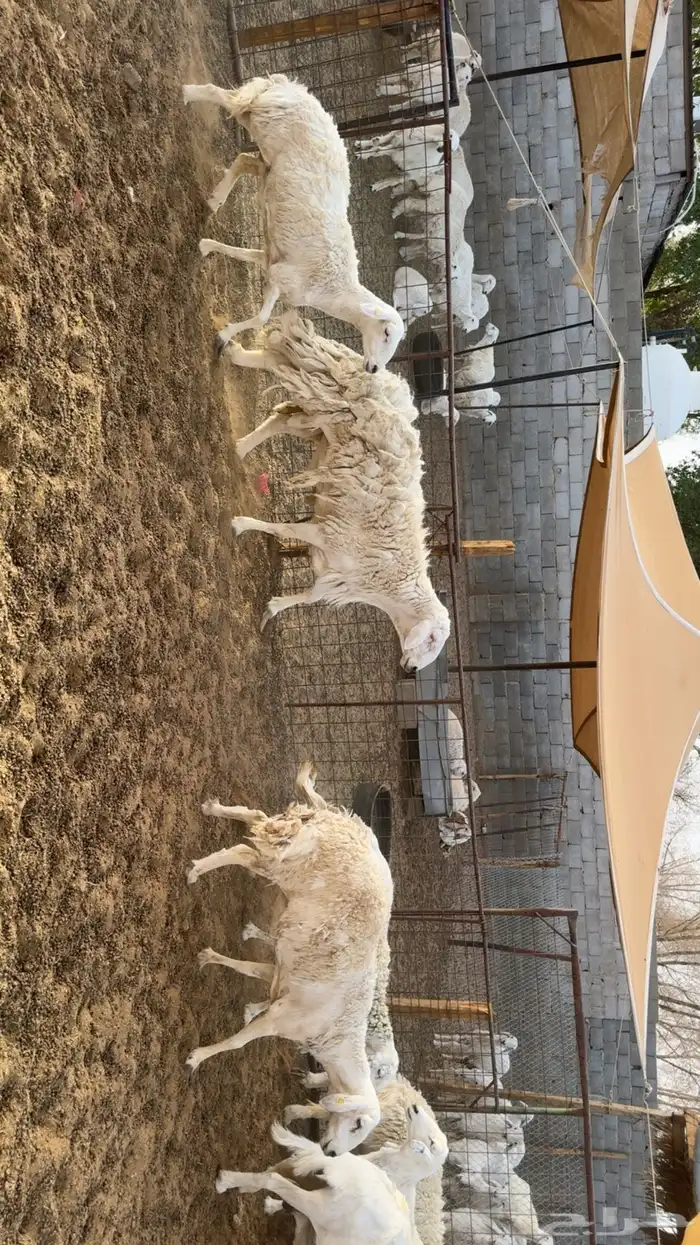 غنم حرش بفحلها 4