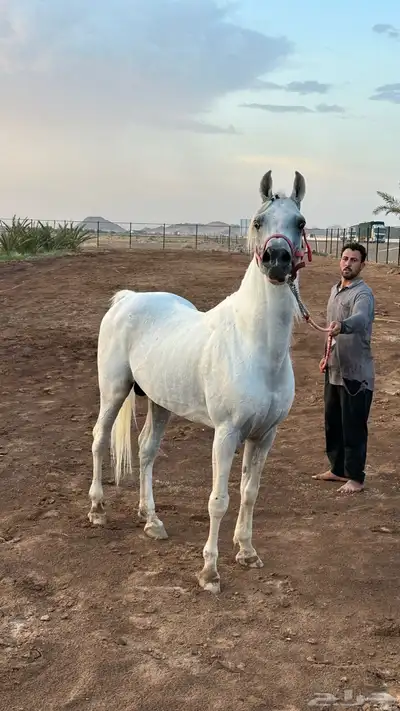فحل مربط واهو index