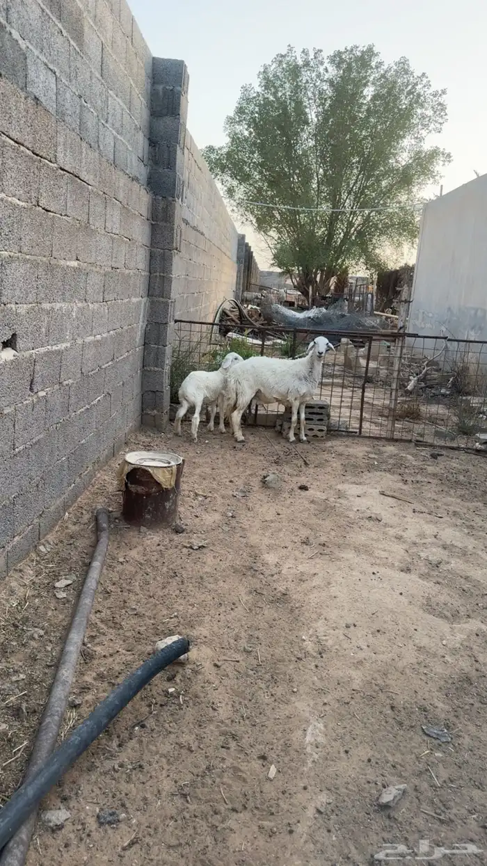 شاه متبع 1