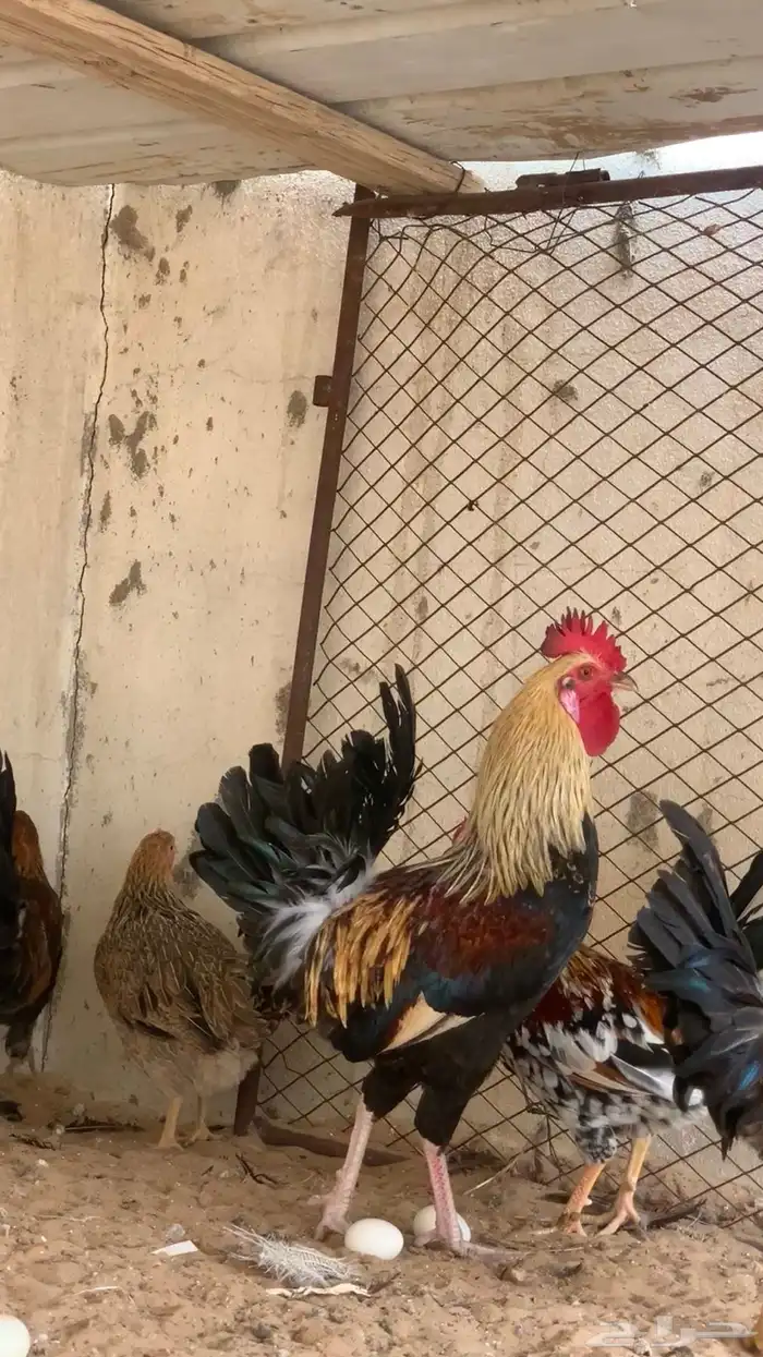للبيع ديك شوكي متميز 1